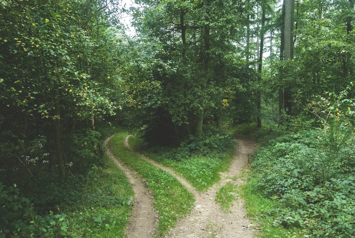 A forest path dividing into two routes.
